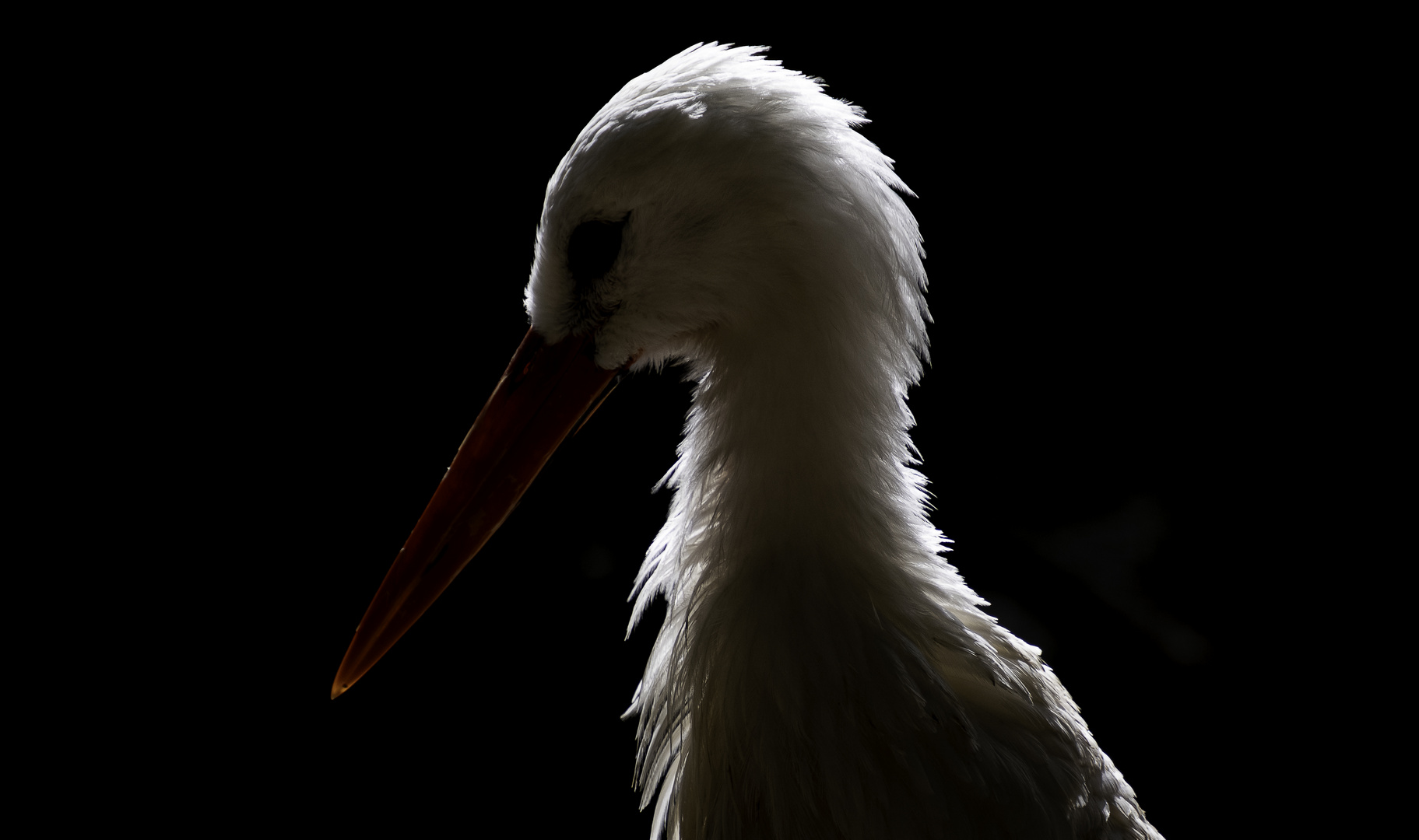 Im Profil Foto & Bild natur, tiere, vögel Bilder auf