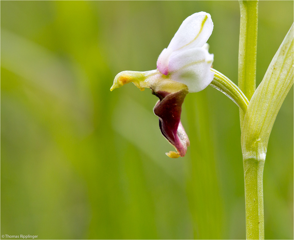 Im Profil Hummel-Ragwurz (Ophrys holoserica)