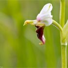 Im Profil Hummel-Ragwurz (Ophrys holoserica)