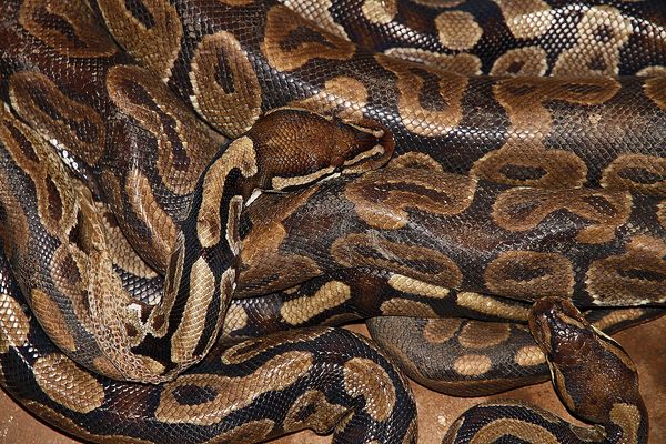 Im Python-Tempel, von Ouidah, Benin