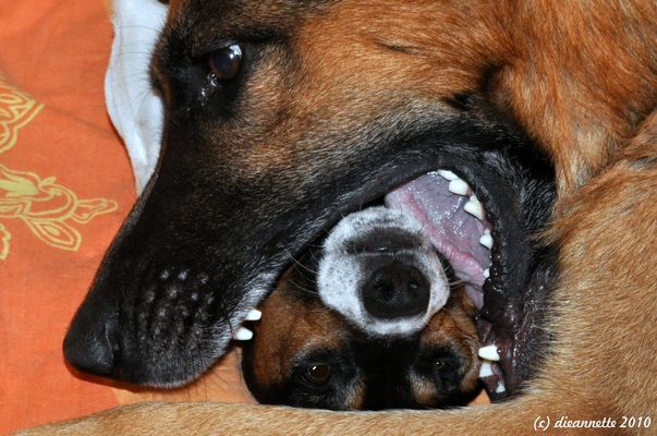 Im Rachen der Bestie.....