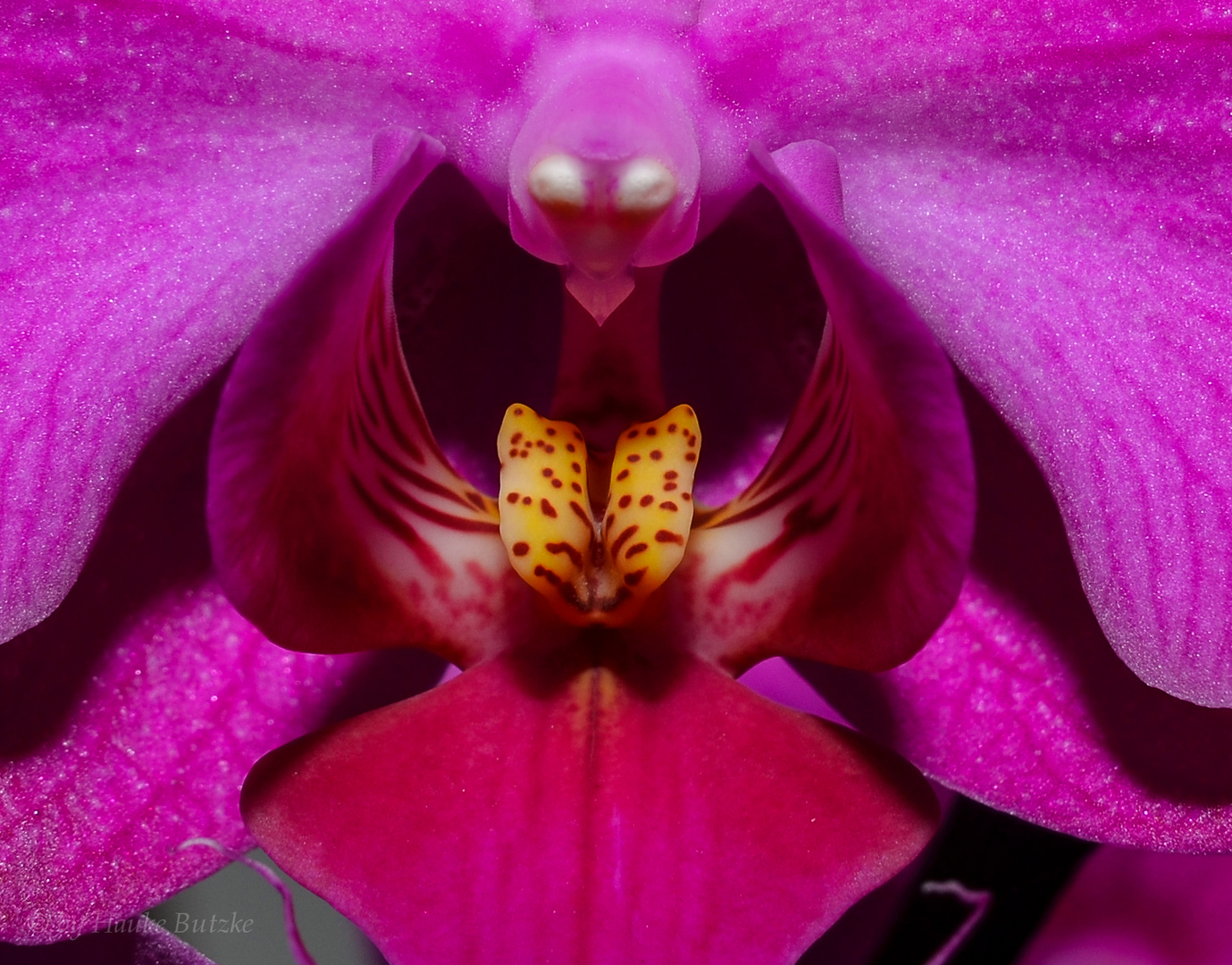 Im Rachen der Orchidee