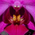 Im Rachen der Orchidee
