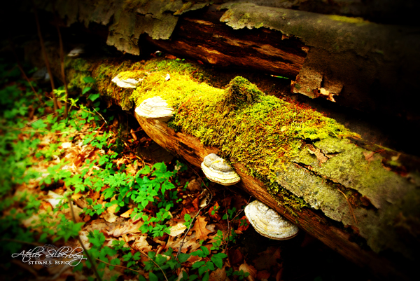 Im rätselhaften Poppenwald