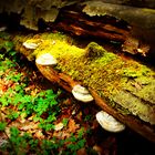 Im rätselhaften Poppenwald