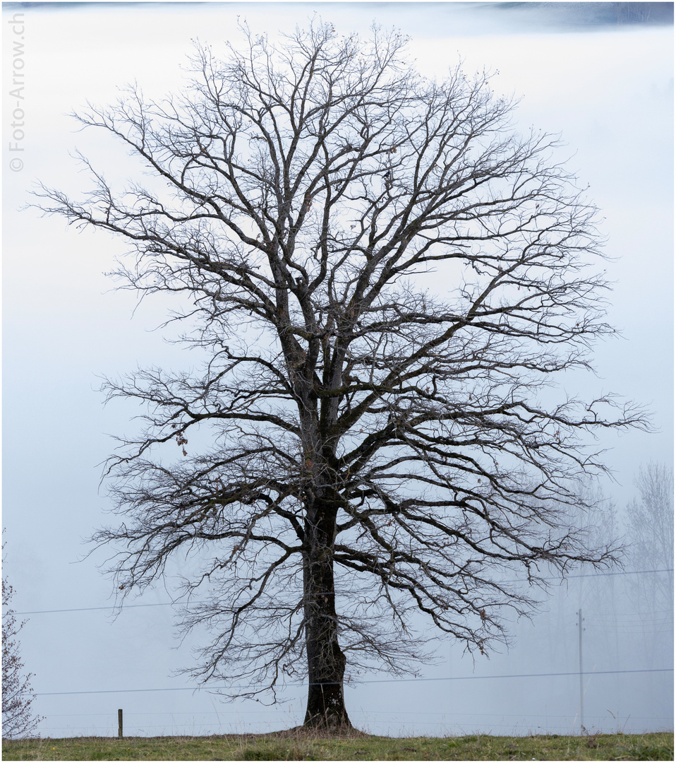 Im Randgebiet der Nebel-Obergrenze gibt es immer wieder tolle Motive