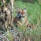 im Ranthambore- Tiger Nationalpark VI..der erste fand das Ganze wohl zum Gähnen!!