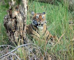 im Ranthambore- Tiger Nationalpark VI..der erste fand das Ganze wohl zum Gähnen!!