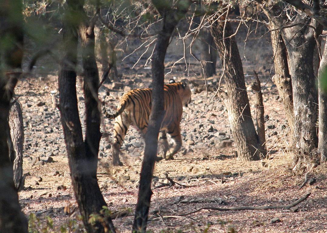 im Ranthambore- Tiger Nationalpark VIII