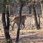 im Ranthambore- Tiger Nationalpark VIII