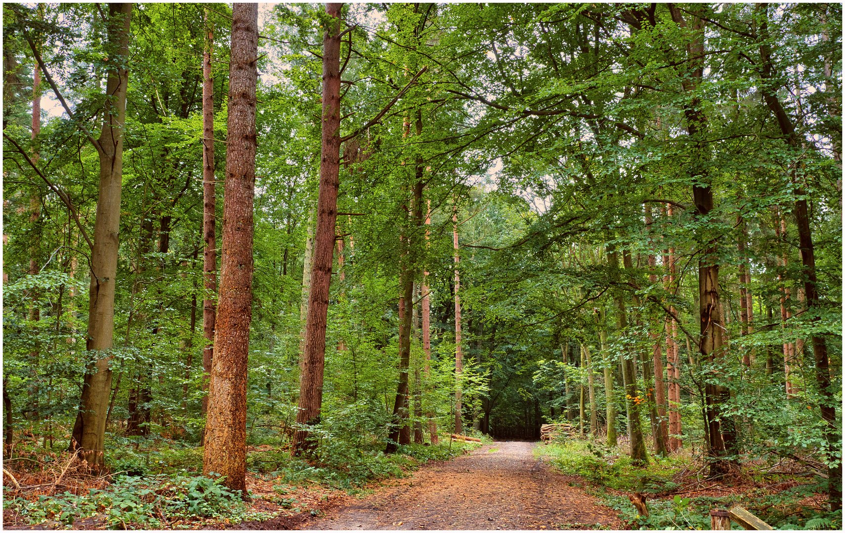 Im Rantzauer Forst Foto & Bild | world, wald, bäume Bilder auf