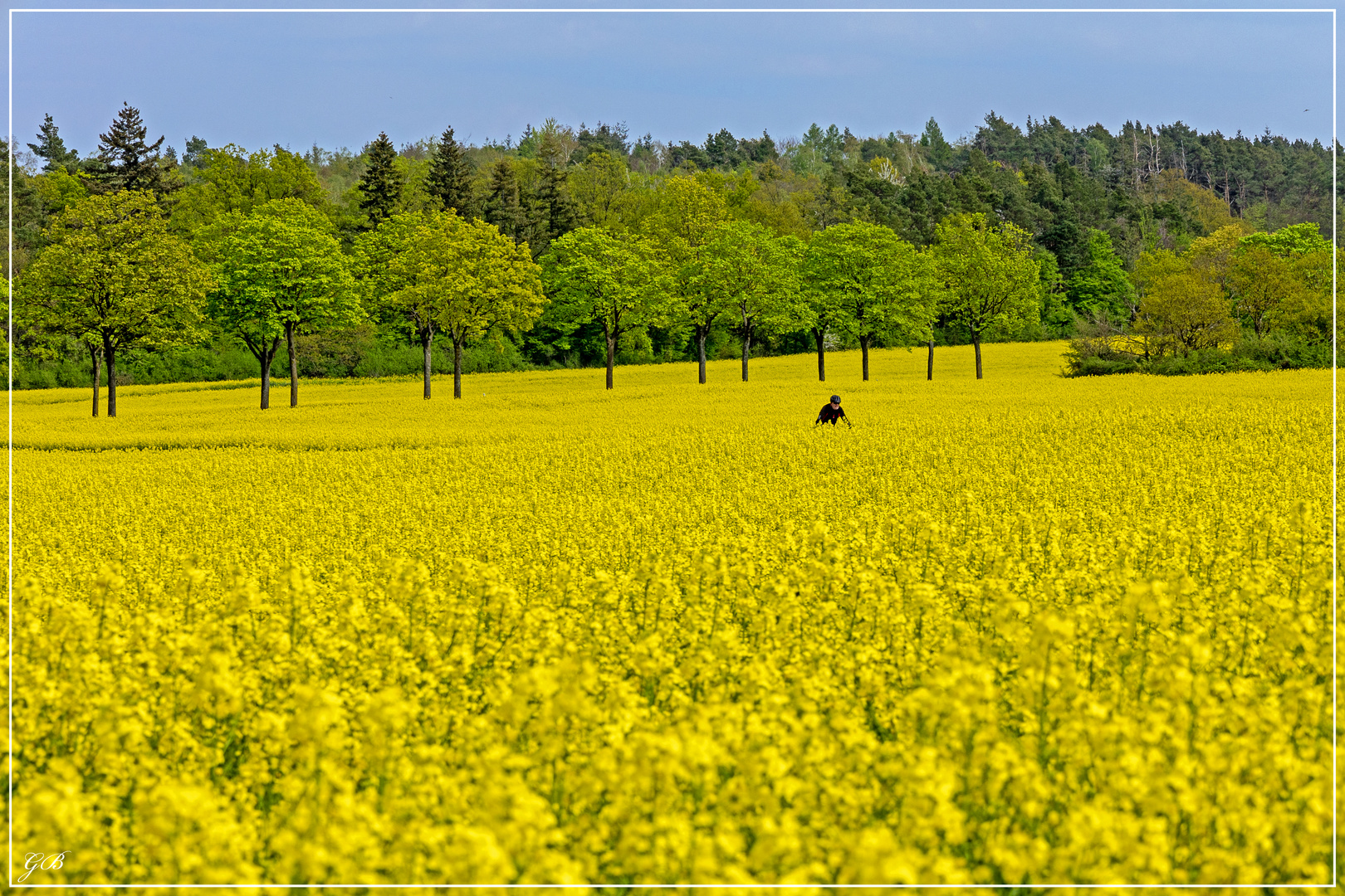 Im Rapsfeld