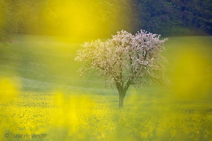 Im Rapsfeld