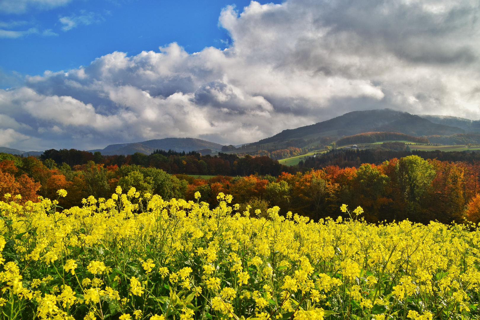 Im Rapsfeld