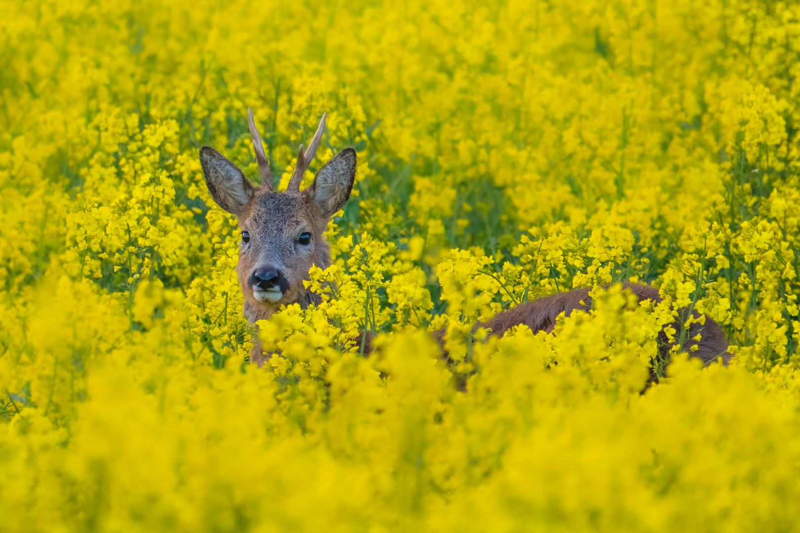 Im Rapsfeld