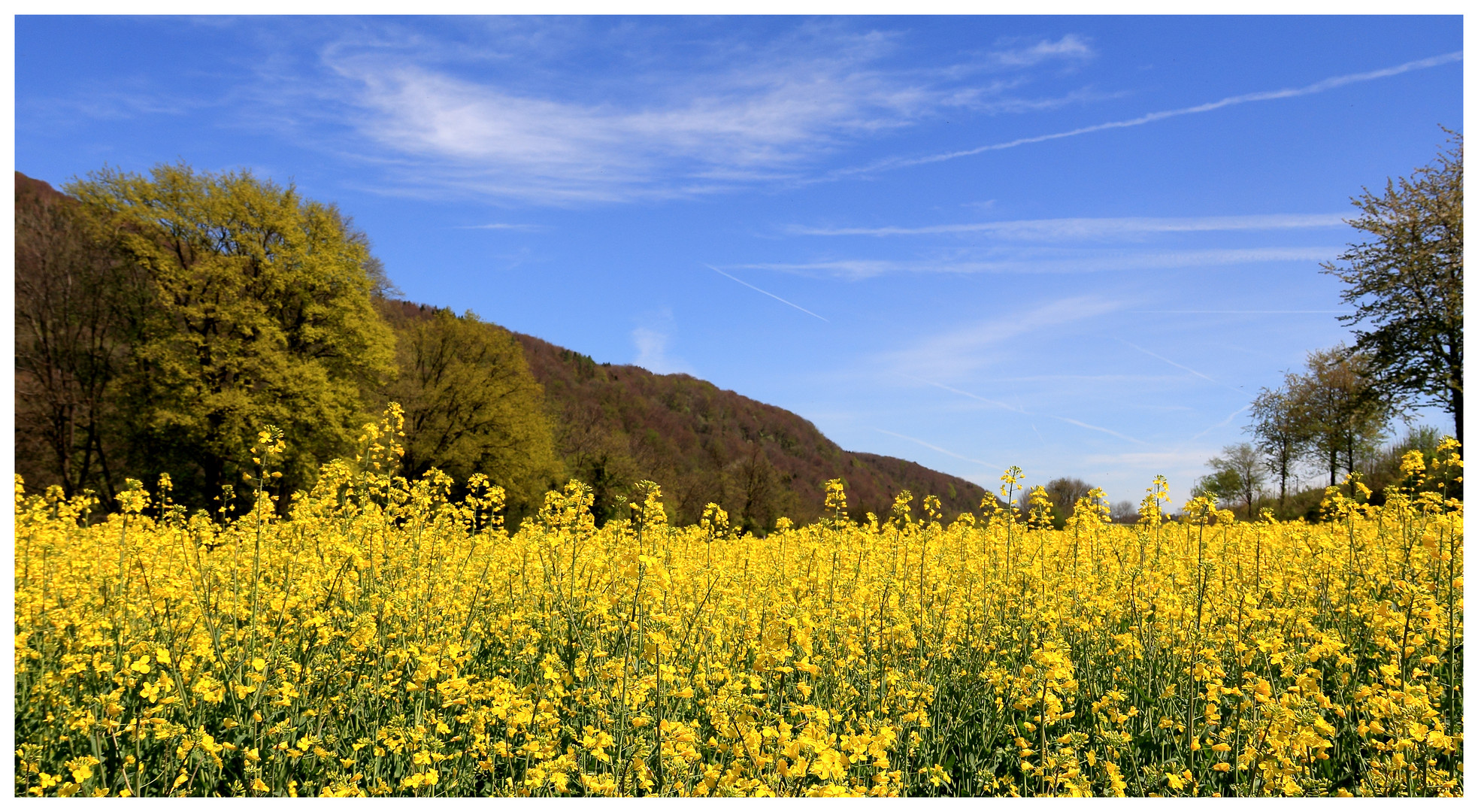 Im Rapsfeld