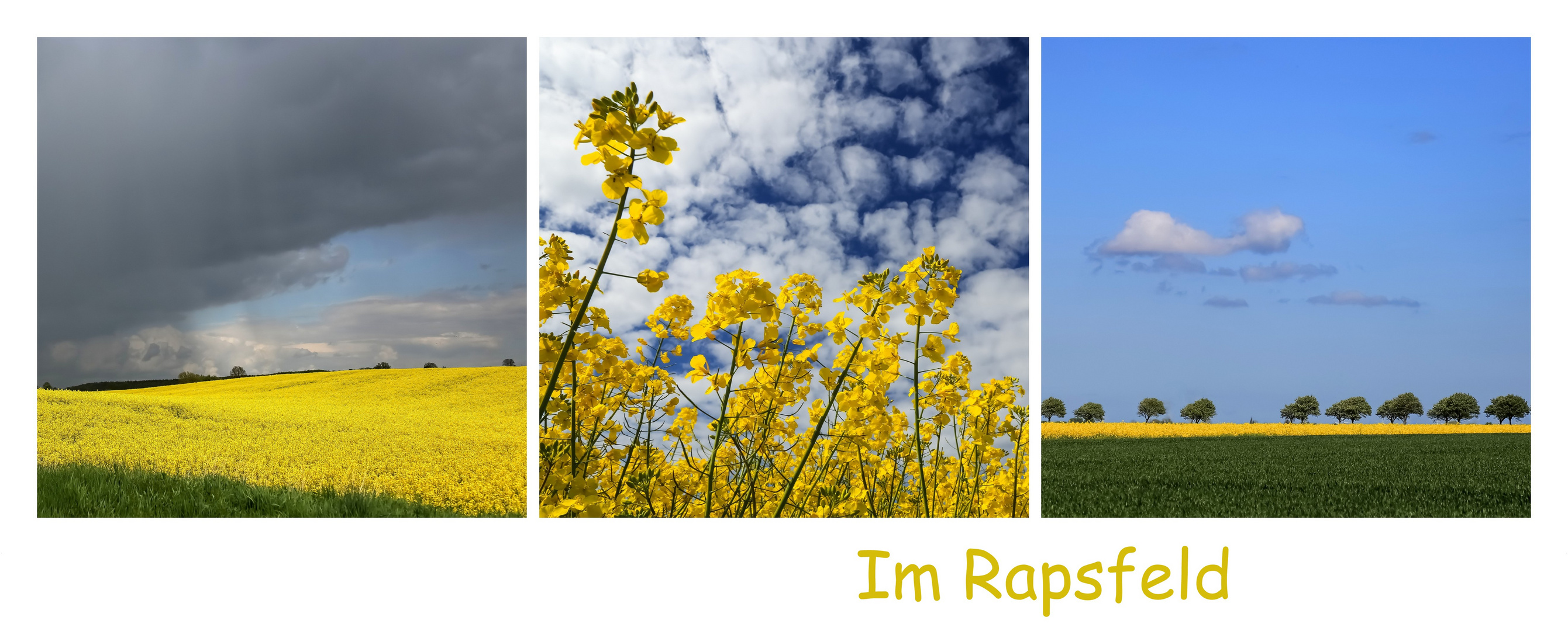 Im Rapsfeld