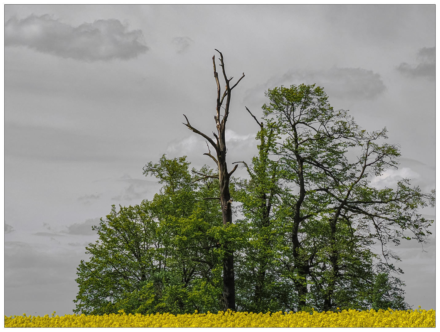 Im Rapsfeld stehen Bäumelein