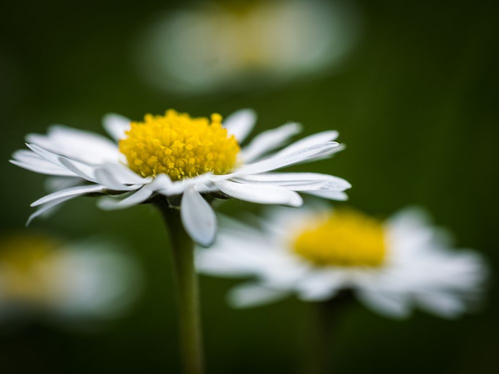 im Rasen... Foto & Bild pflanzen, pilze & flechten, blüten