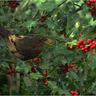 Im Rausch der Beeren*