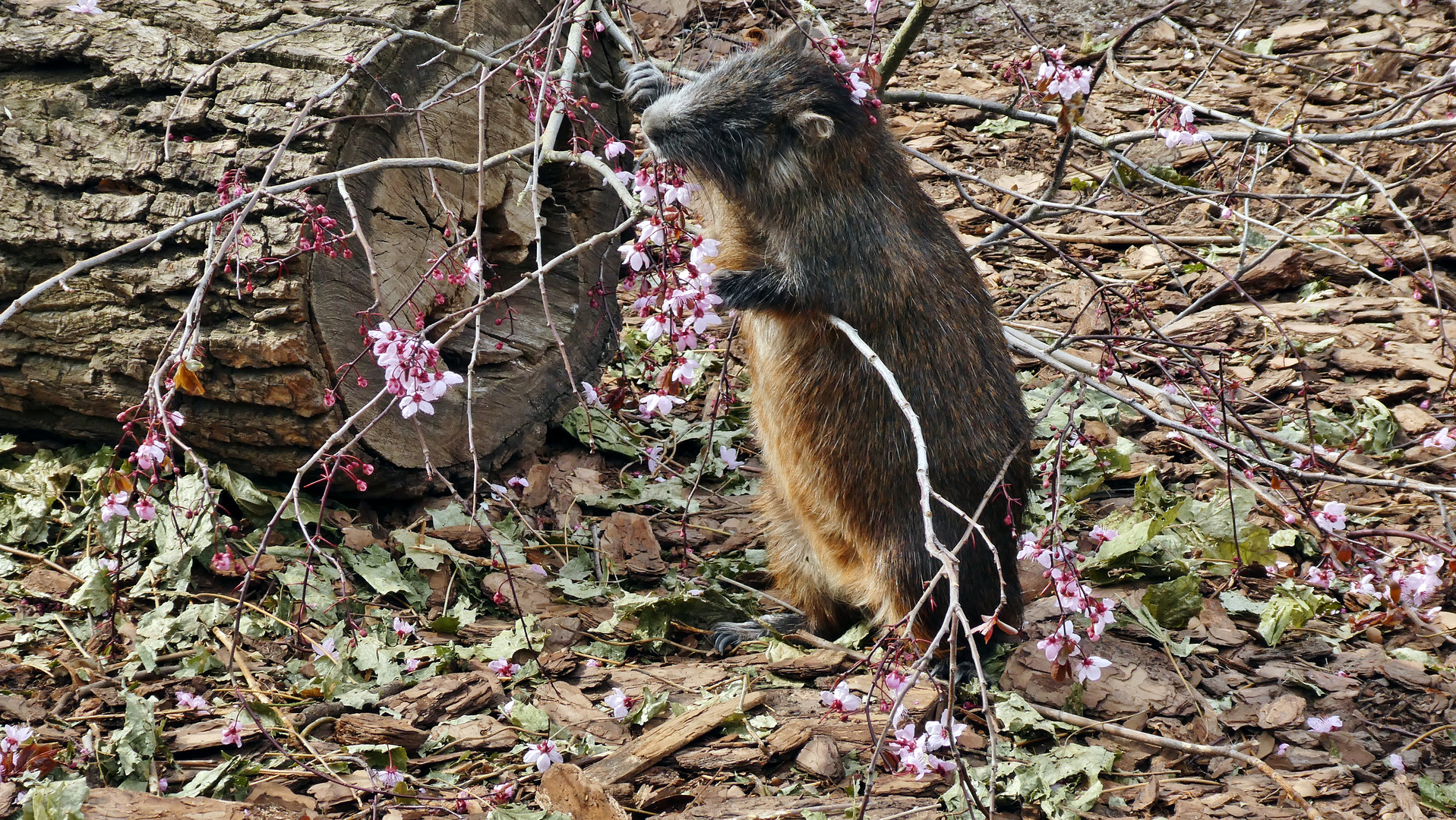 IM RAUSCH DER BLÜTEN