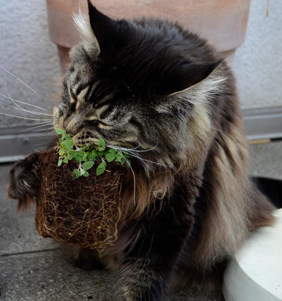 Im Rausch der Katzenminze