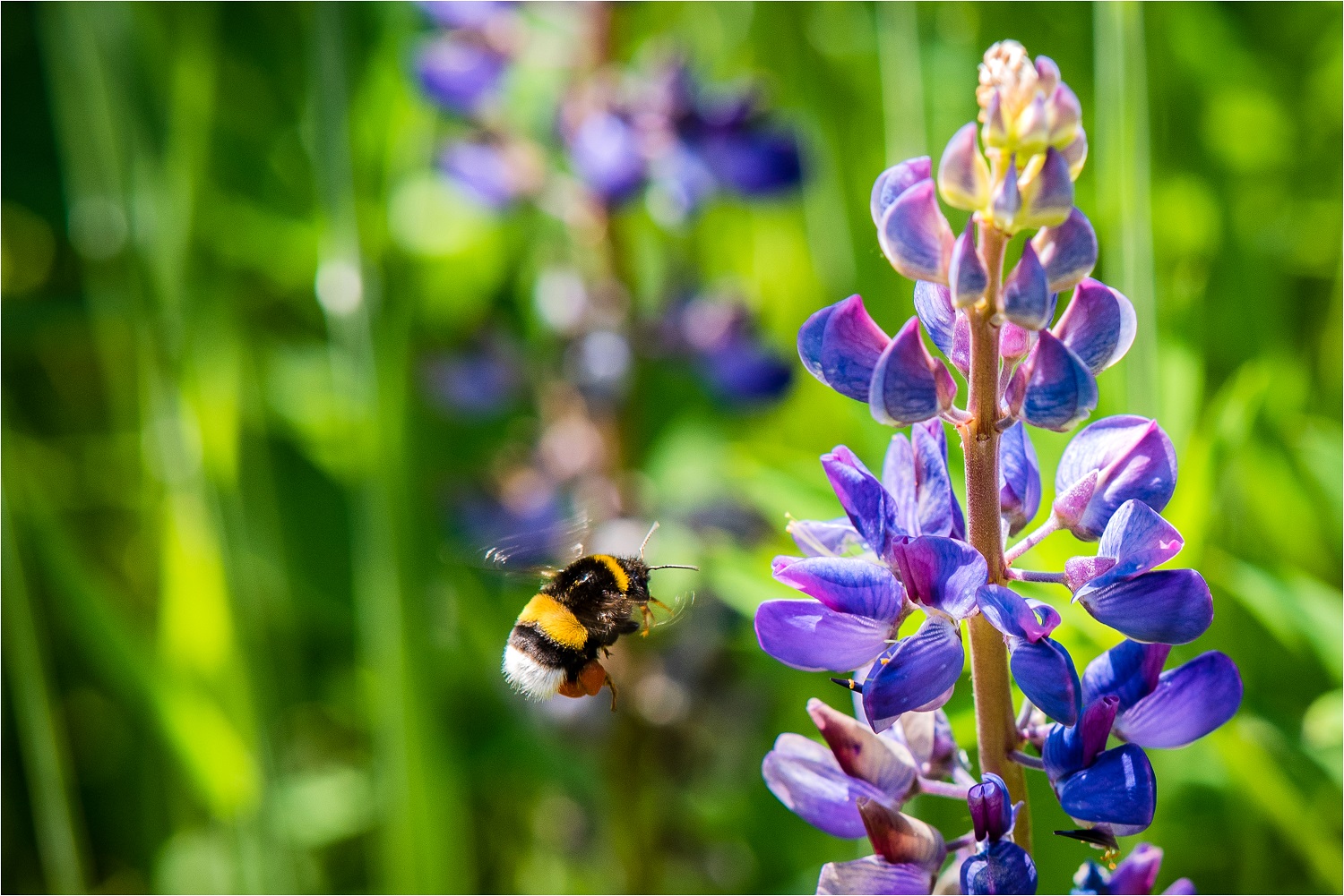 Im Rausch der Lupinen 