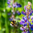 Im Rausch der Lupinen 