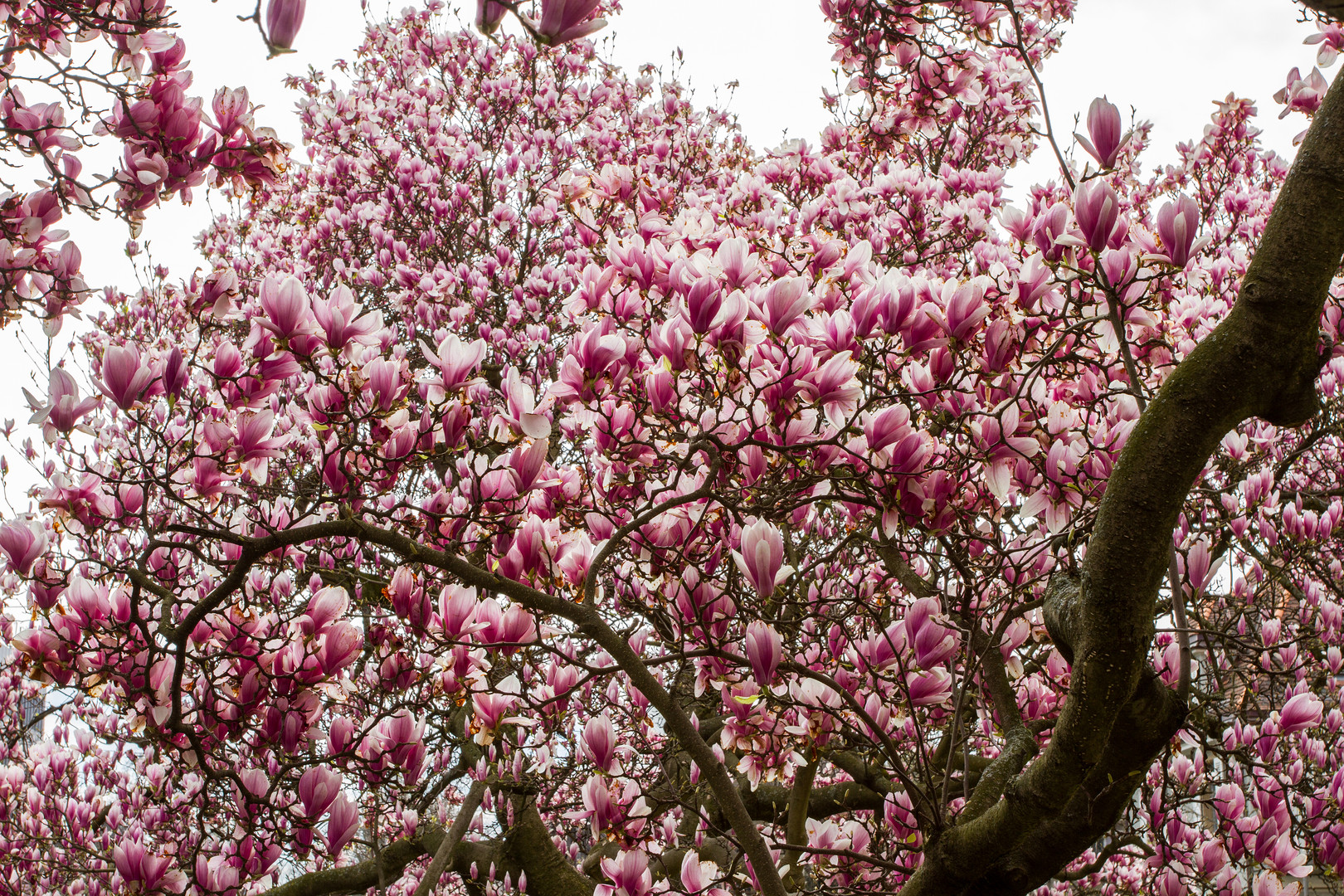 Im Rausch der Magnolien