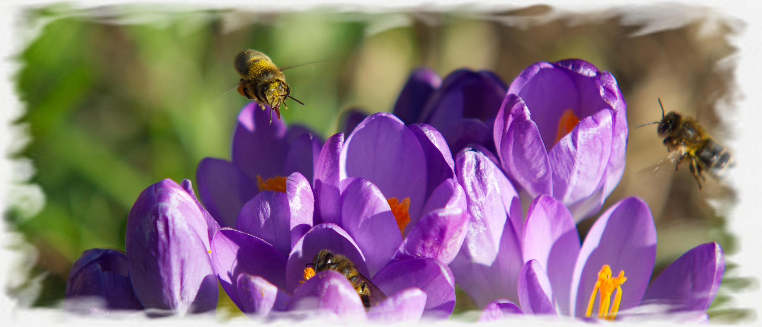 Im Rausch der Pollen