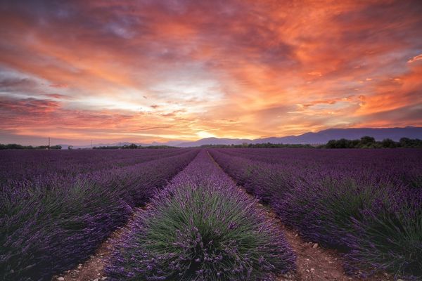 Im Rausch des Lavendels