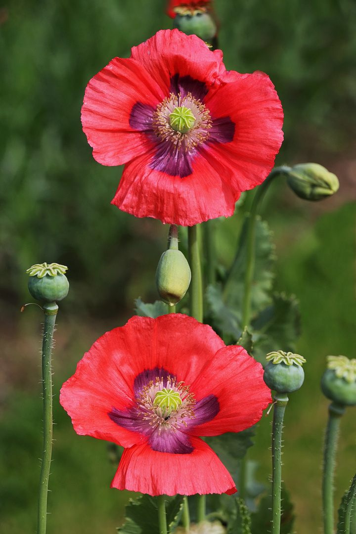 ...im Rausch von Mohn 