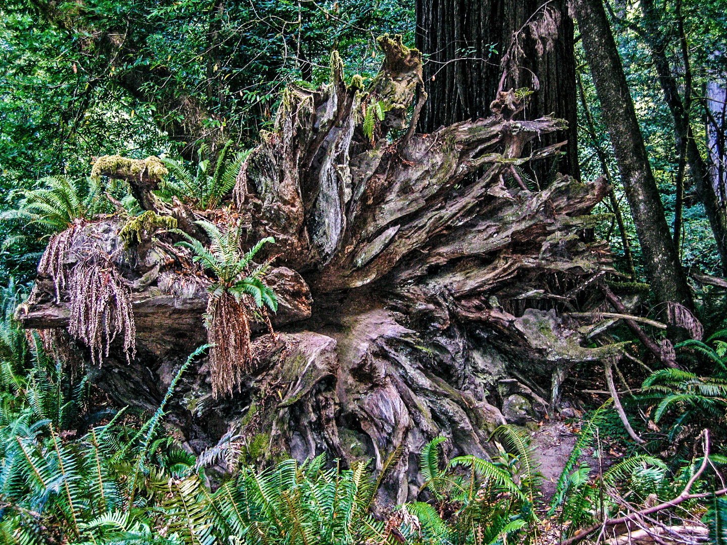 IM REDWOOD NATIONALPARK...