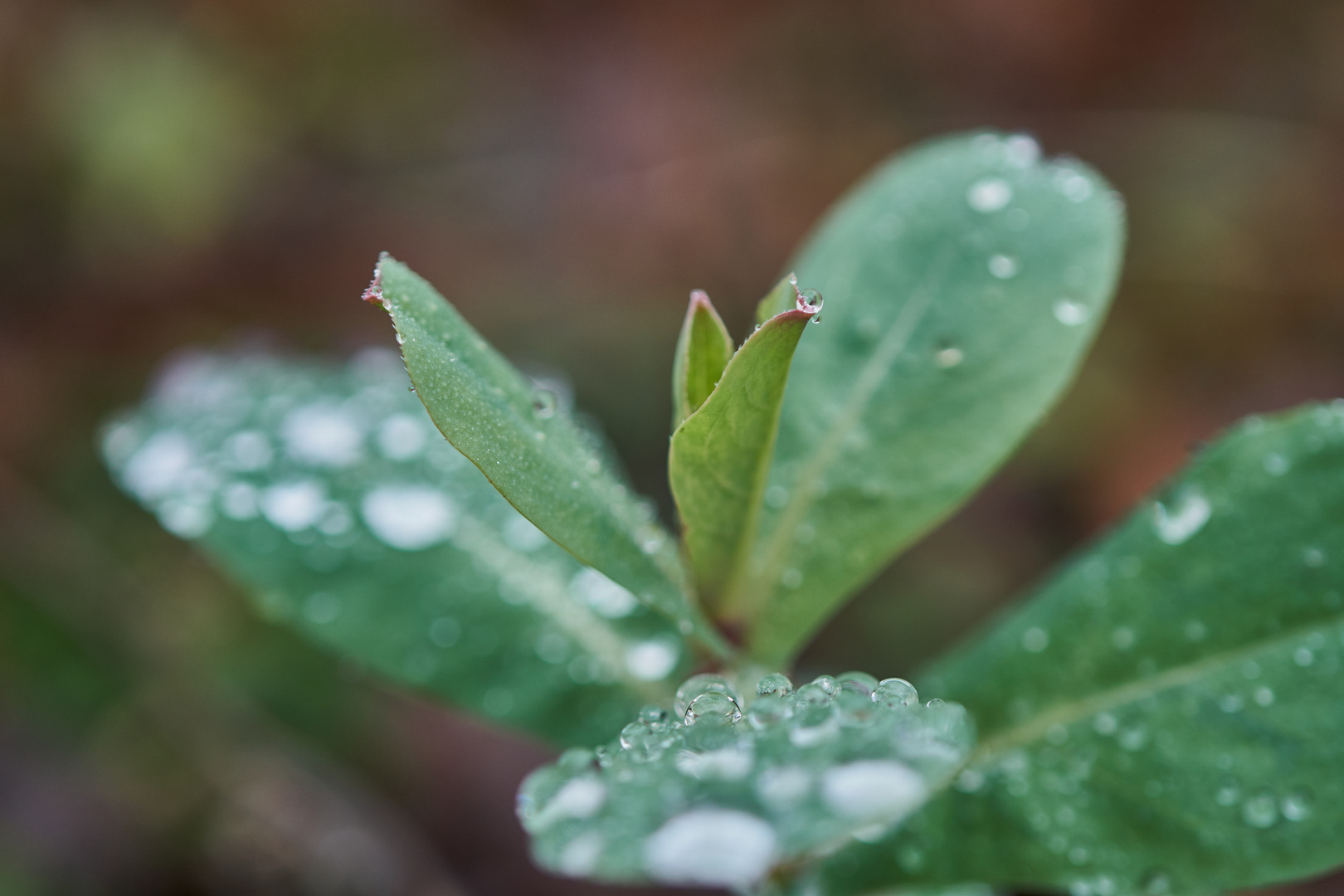 Im Regen