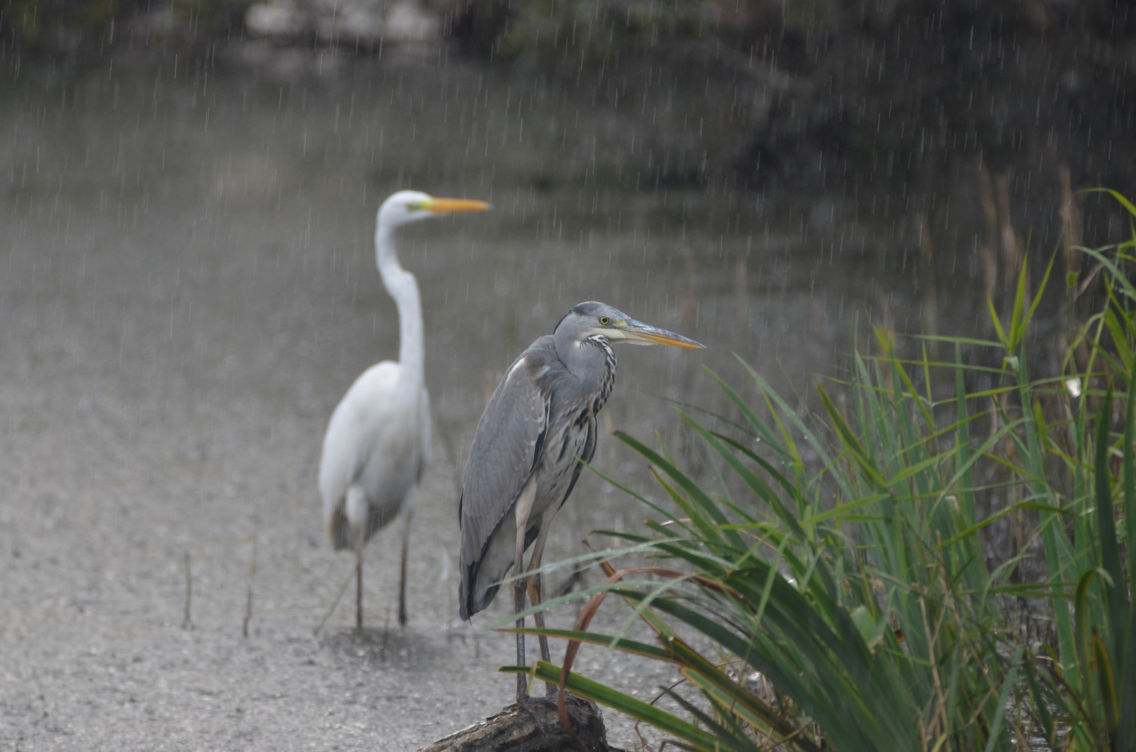 Im Regen...