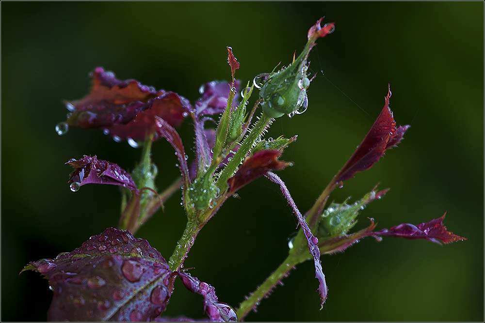 Im Regen . . . 