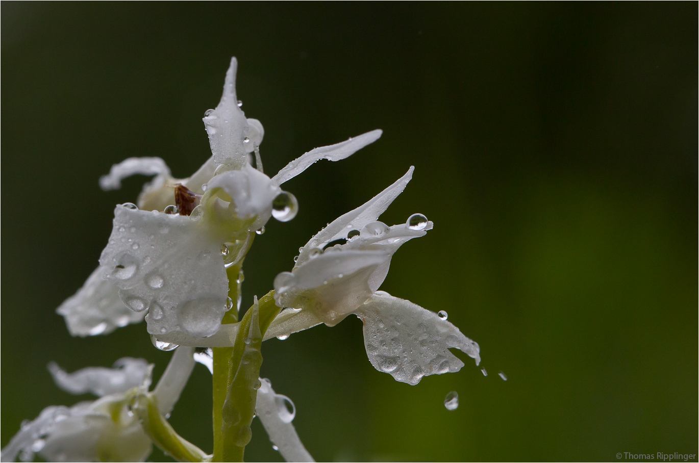 Im Regen....  Albino - Orchis mascula