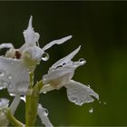 Im Regen....  Albino - Orchis mascula