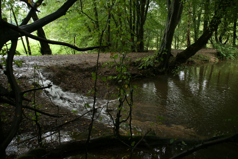 Im Regen am Weiher