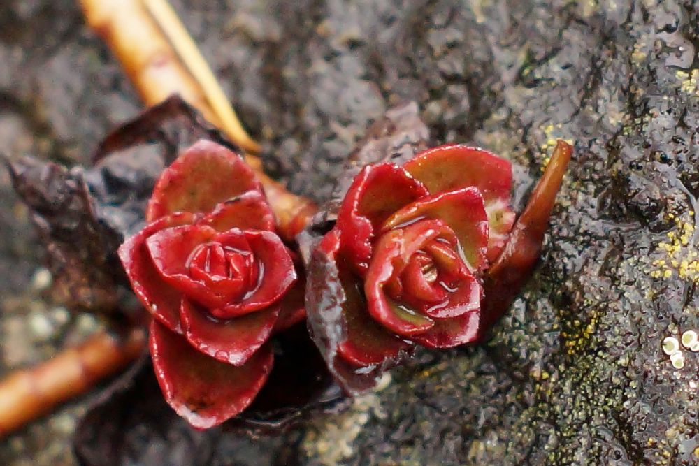 Blumen Im Regen Blumen Im Regen