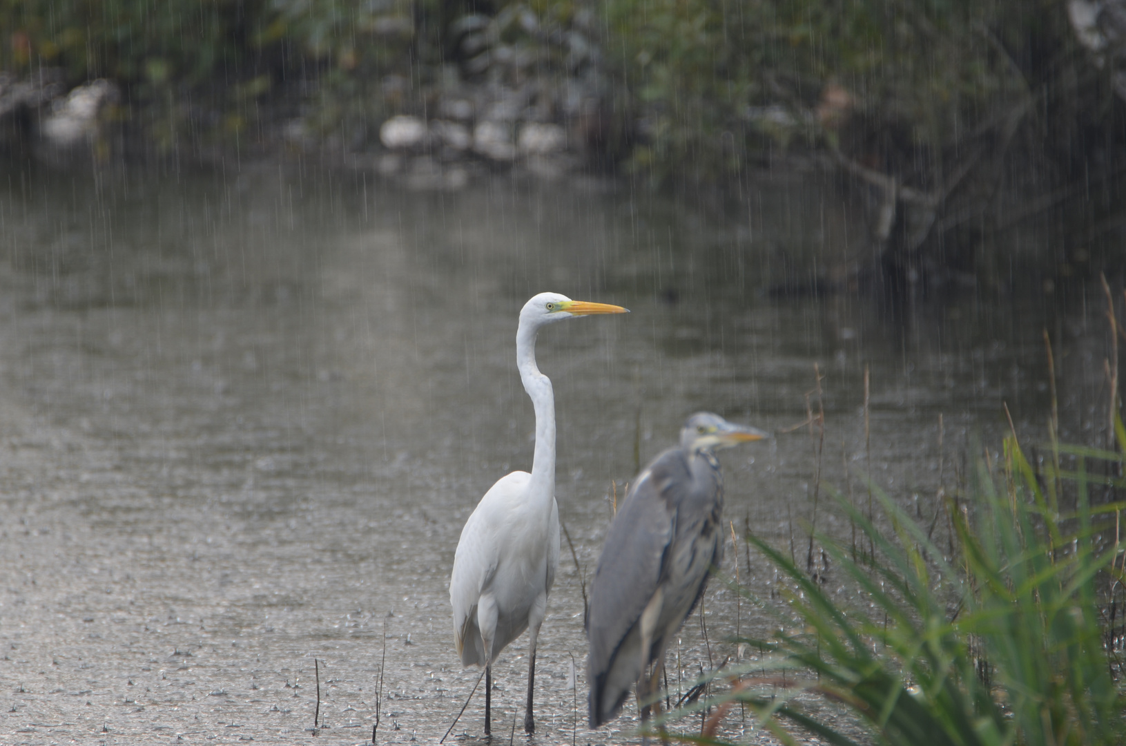 Im Regen...