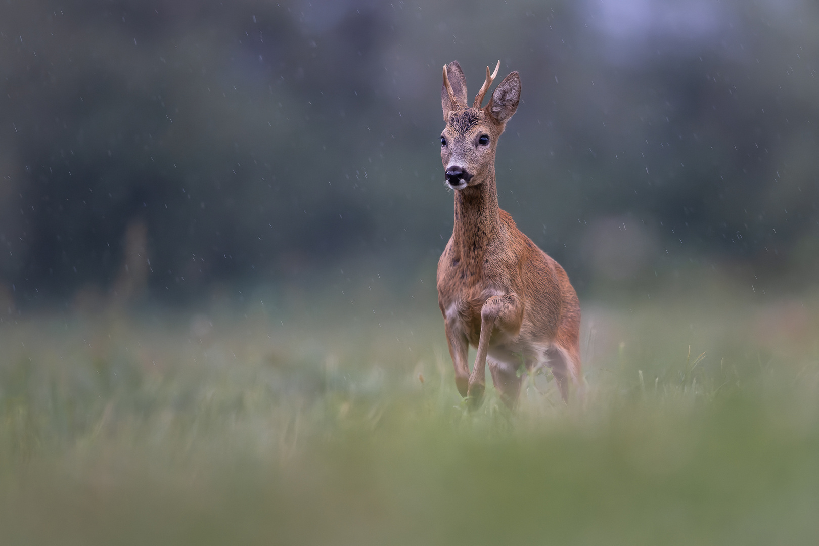 Im Regen