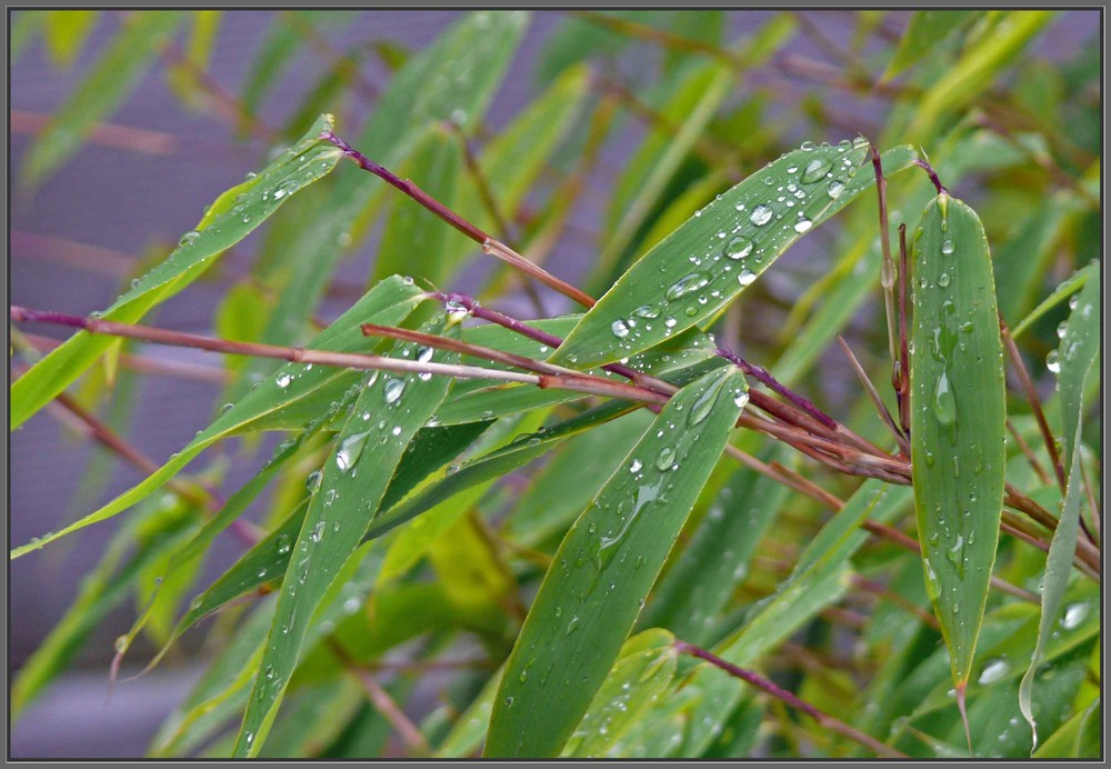 im Regen