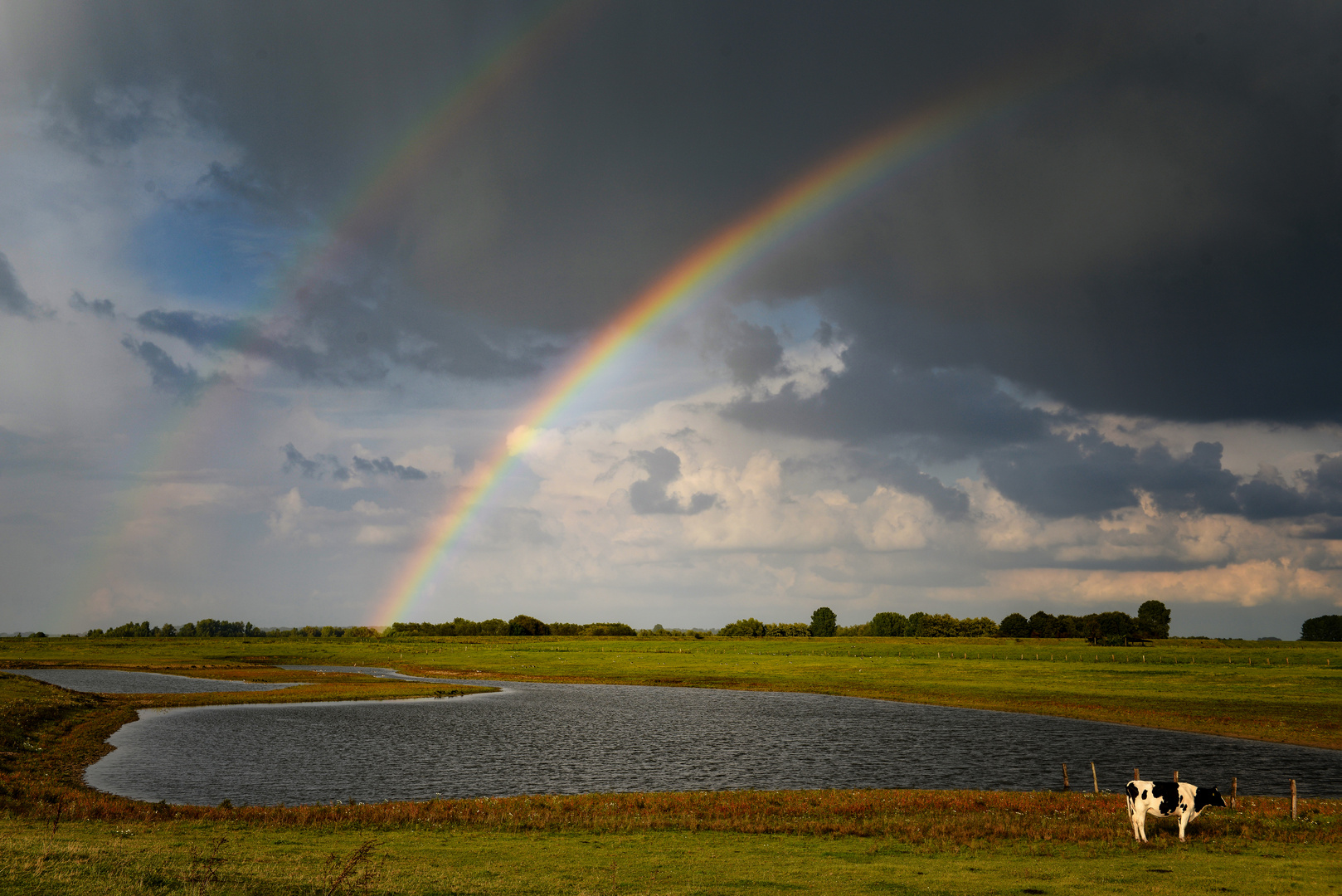 Im Regen  Foto Bild  world natur kuh Bilder  auf 