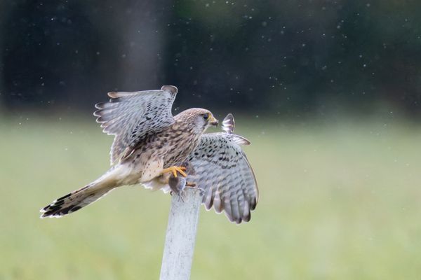 im Regen findet man Mäuse