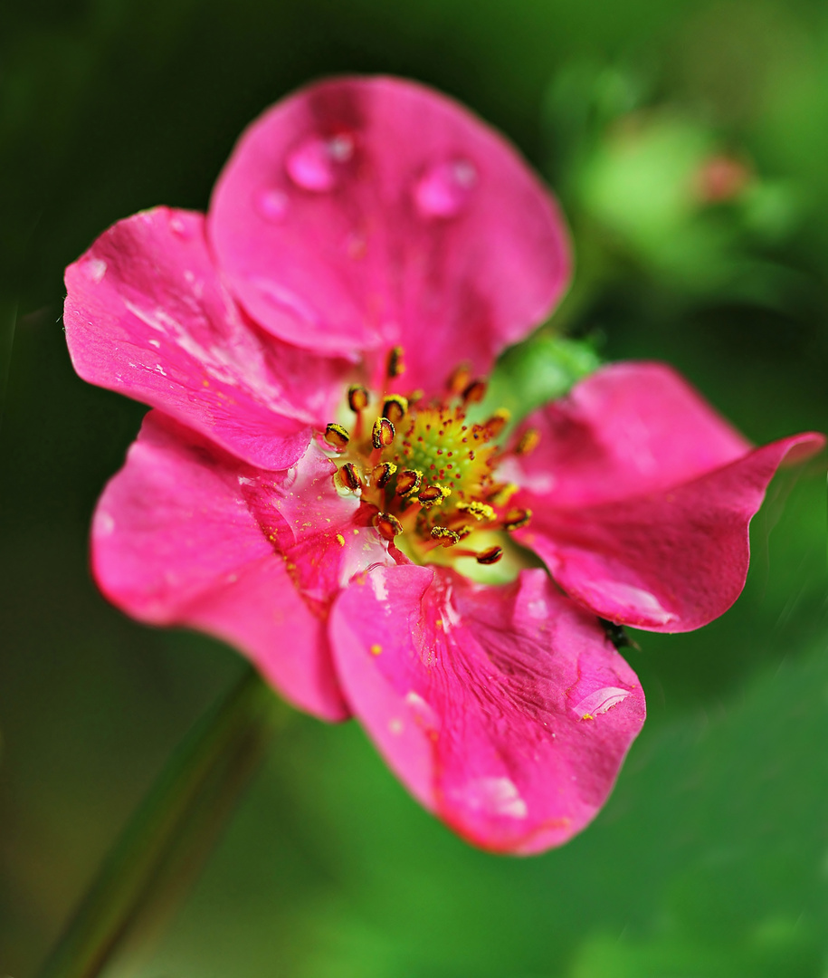 im Regen "rosa Erbeerblüte"