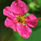 im Regen "rosa Erbeerblüte"