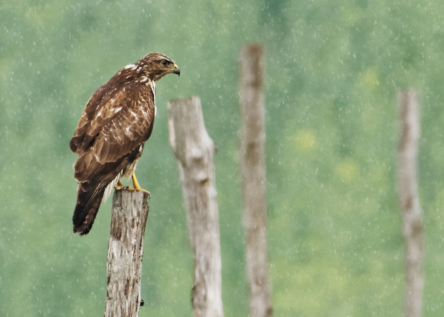 Im Regen stehen