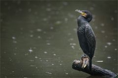 im Regen stehen gelassen