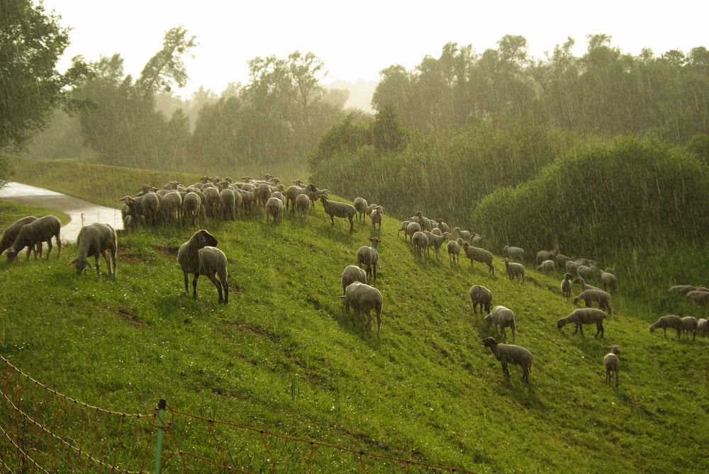 im Regen stehen gelassen